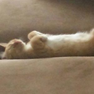 Meet your Posher, Yvette